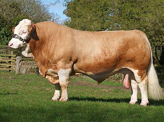 Plemená kráv Simmental - pôvodne zo Švajčiarska