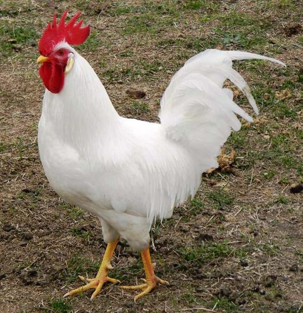 Pavlovsky Chickens: recenzie. Najlepšie plemeno kurčiat