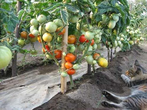 Tomato Dar Zavolzhie: charakteristika odrody