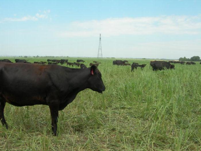 ryegrass ročne 