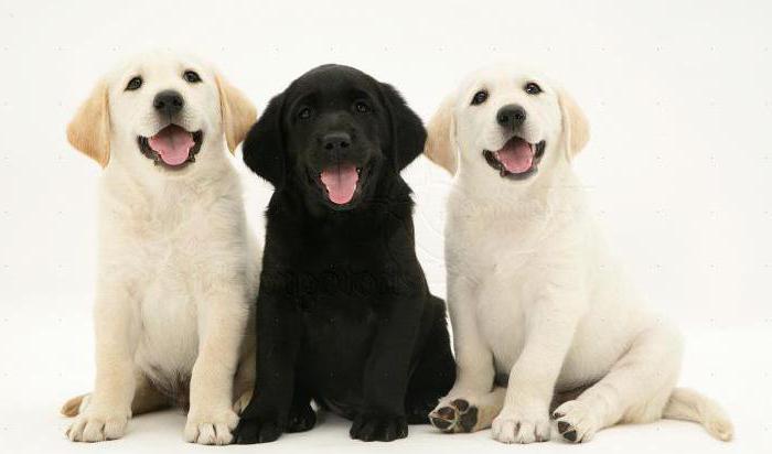 Labradorská koža: popis, prezývky. Môžem pliesť bledý labrador s čokoládou alebo čiernym?