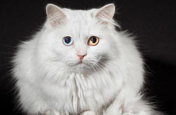 Prečo sa narodili mačky s rôznymi očami?