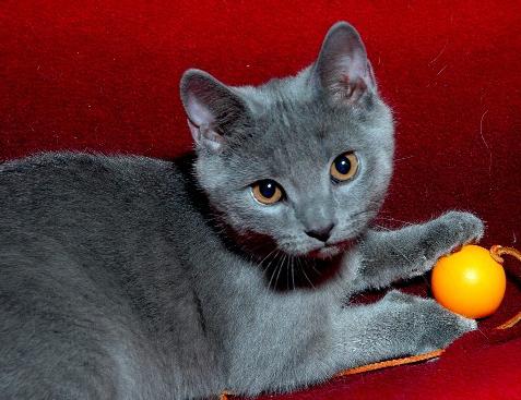 Chartreuse - mačka nenáročná a pokojná