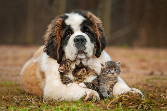 Veterinárne kliniky v Omsku: práca na záchranu životov