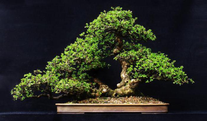 bonsai carmona