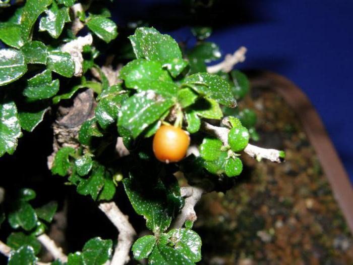 Carmona malé bonsai