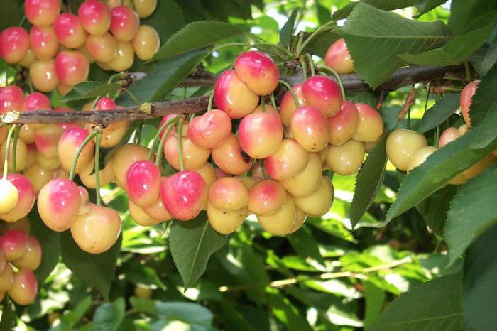 cherry julia popis stupňa