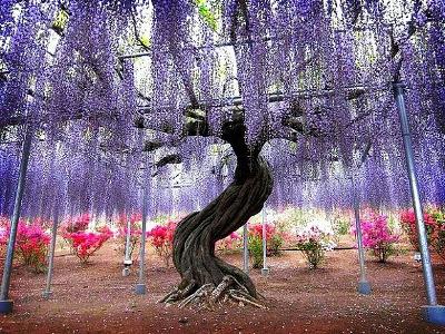 rastlina wisteria