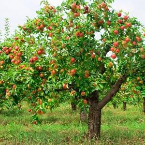 ako nakrájame jabĺk na jeseň