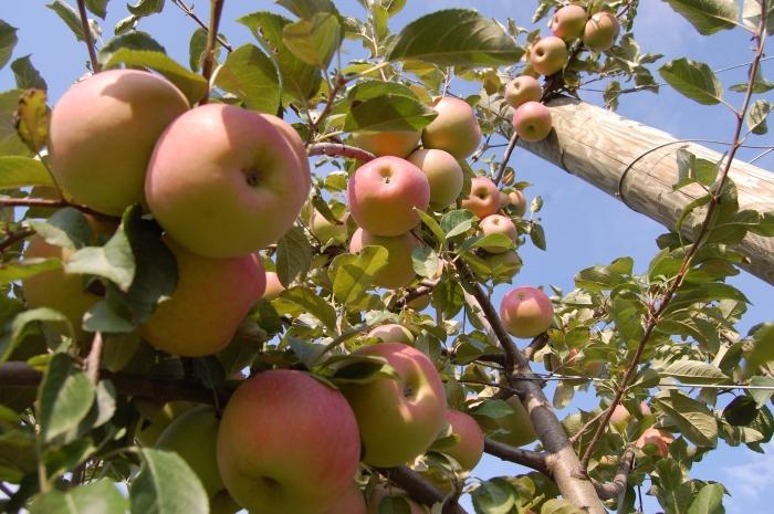 Ako na jeseň oplodniť ovocné stromy?