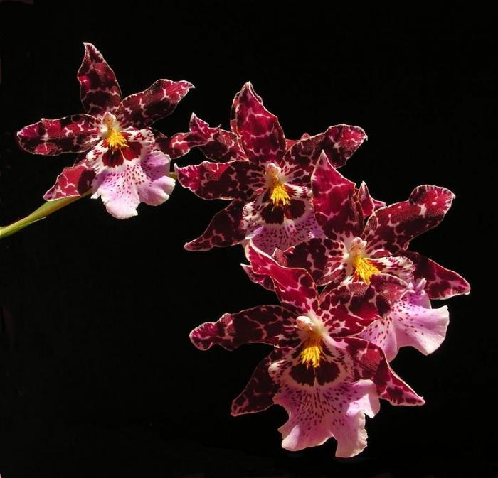 Cumbria - orchidea pre tých, ktorí sú chorí z phalaenopsis