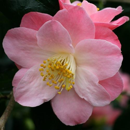 Camellia Japanese - kvitnúce krásy