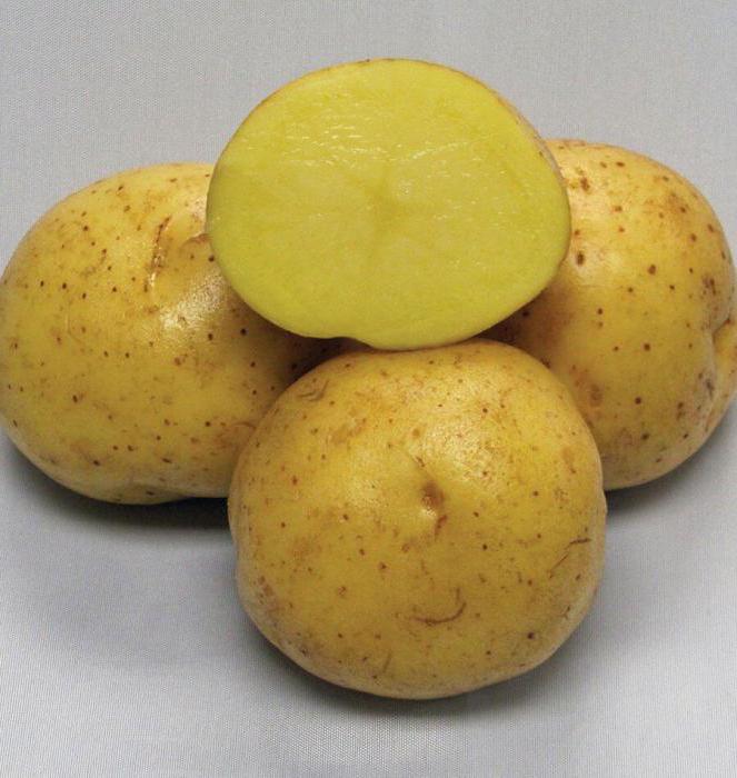 odroda zemiakov Colombo
