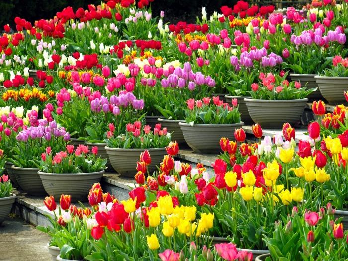 ako správne transplantovať tulipány
