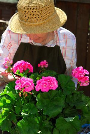 Pelargonium kráľovská starostlivosť doma