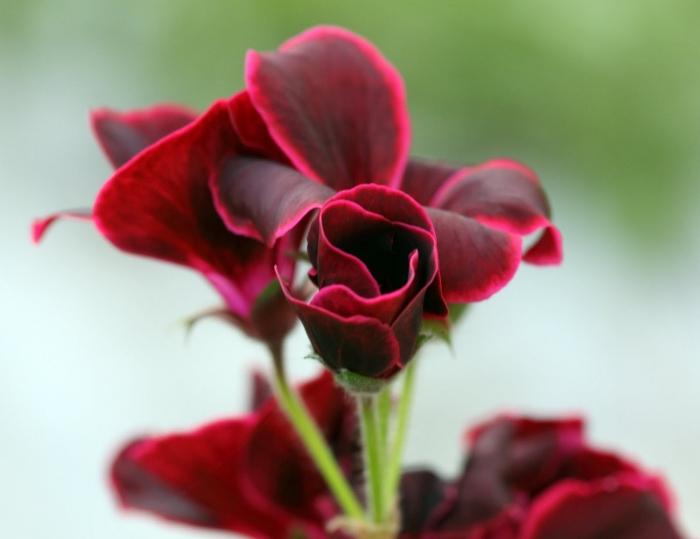 Pelargonium kráľovský kvet