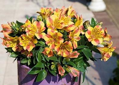 Ohromujúca Alstroemeria doma