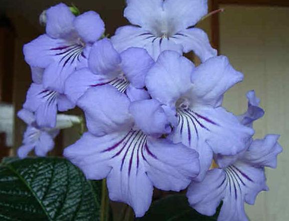 Streptocarpus: starostlivosť o domáce zvieratá, možné problémy a spôsoby ich riešenia