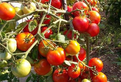 Tomato Labrador fotografie