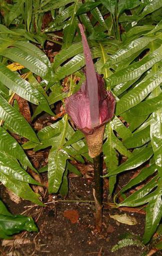 Serpentínový strom alebo amorphophallus: kultivácia a starostlivosť