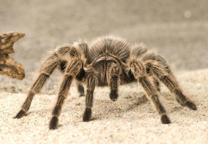 Prečo snívať o tarantule? Útok, kousnutie tarantuly