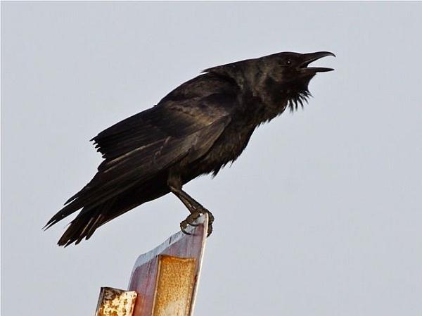 Dream Interpretation: Čo robí sen Crow?
