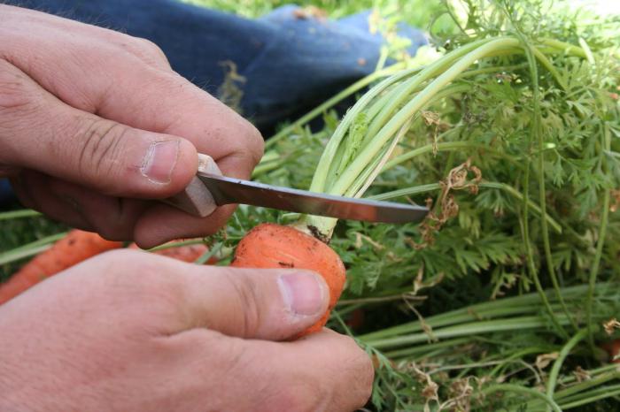 Ako udržať mrkvu v pivnici až do jari?
