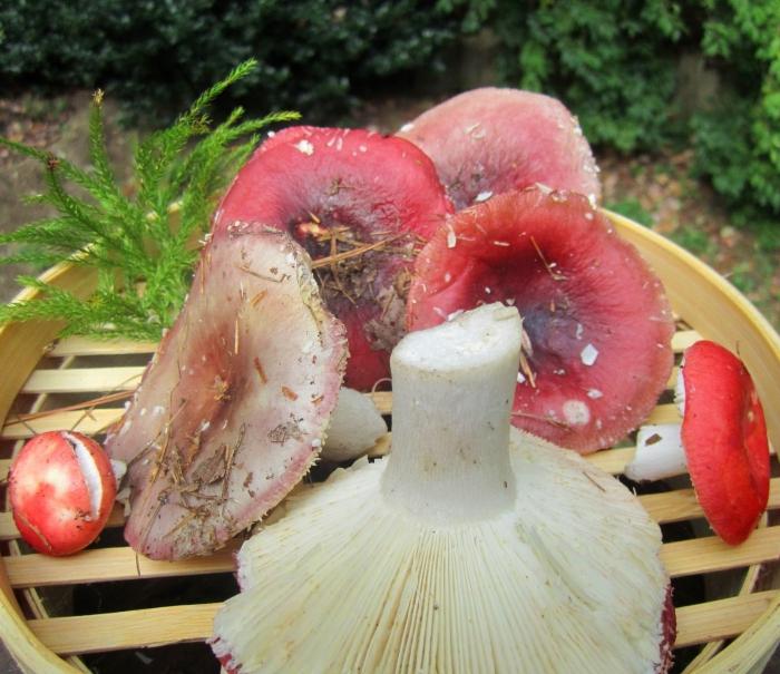 russula spôsoby prípravy