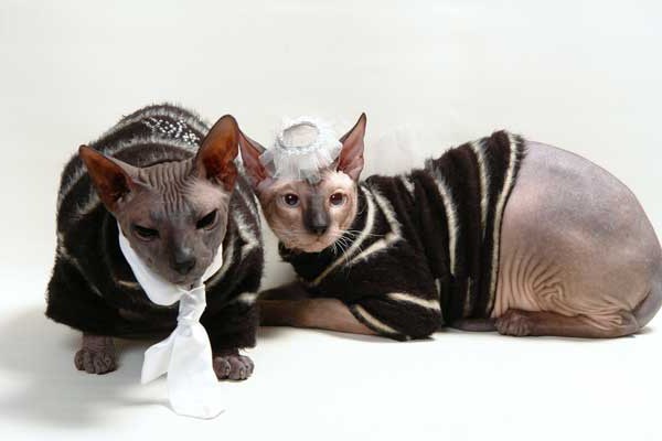 Exkluzívne oblečenie pre mačky: môžete vytvoriť skutočné majstrovské dielo sami!