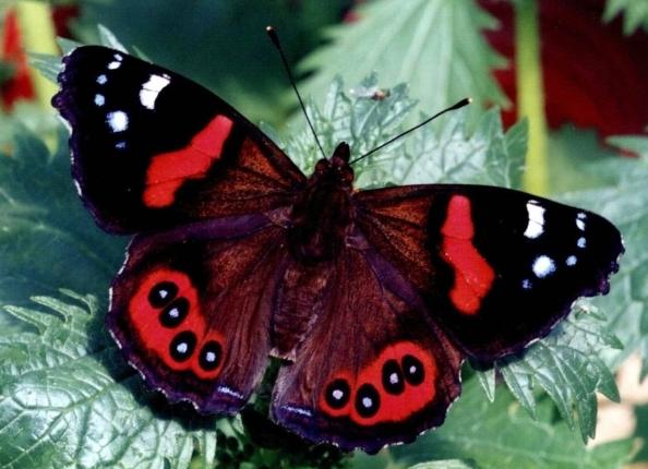 Butterfly Admiral - krásne stvorenie prírody