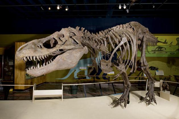 múzeum dinosaurov 