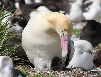 Kde žije albatros s bielej farby v prírode? Popis a fotografie vtákov