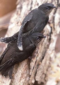 Chcete vedieť, čo odlišuje Swifts od vlaštoviek?