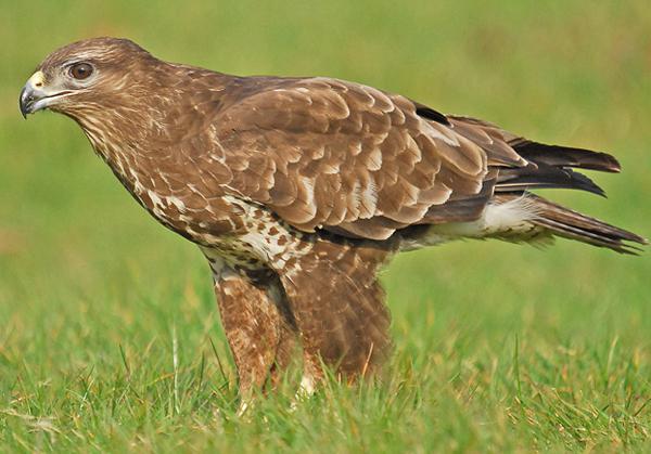 dravý vták, buzzard