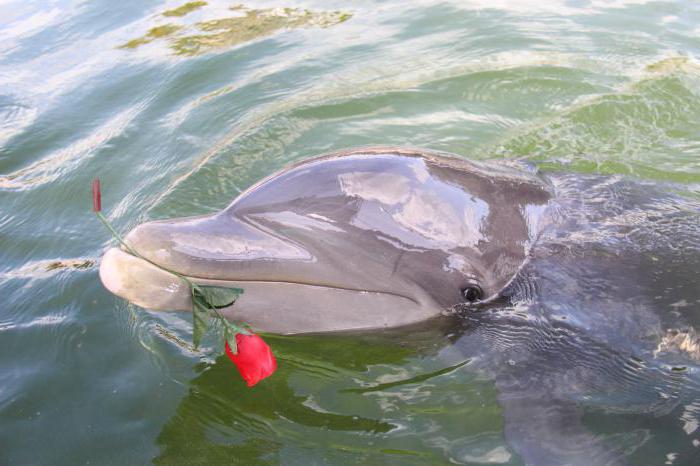Kedy oslavujú Svetový deň delfínov a veľrýb?