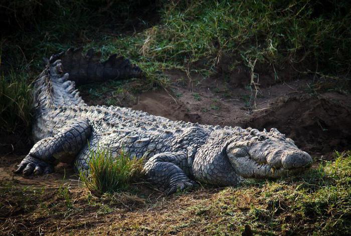 Krokodíl-jedlík Gustavus