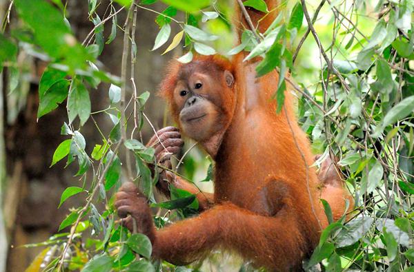 Orangutan Sumatran: popis a fotografiu