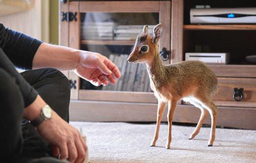 Najmenšia antilopa na svete. Antelope Wild Dick: popis, foto