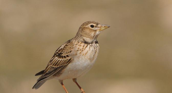 Steppe larks: popis a biotop