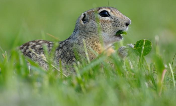 gopher popis