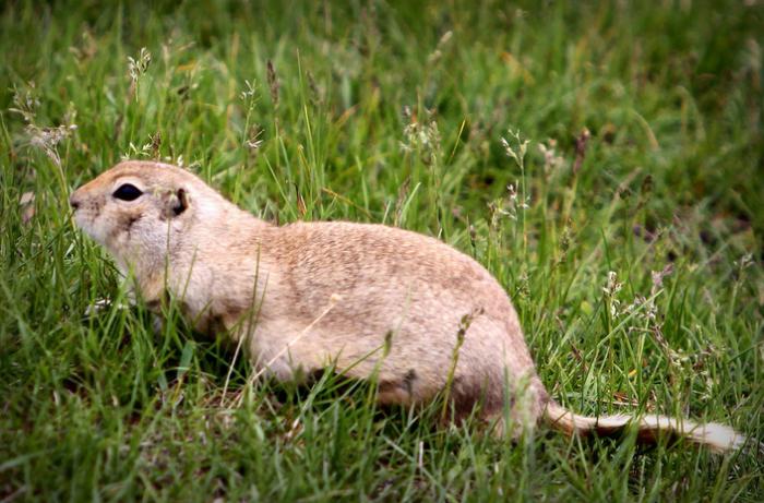 Gopher stepí: popis, fotografie a zaujímavé fakty