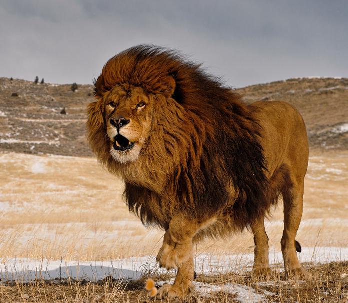 barbarský lev
