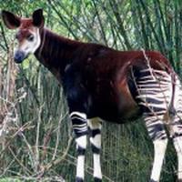 okapi