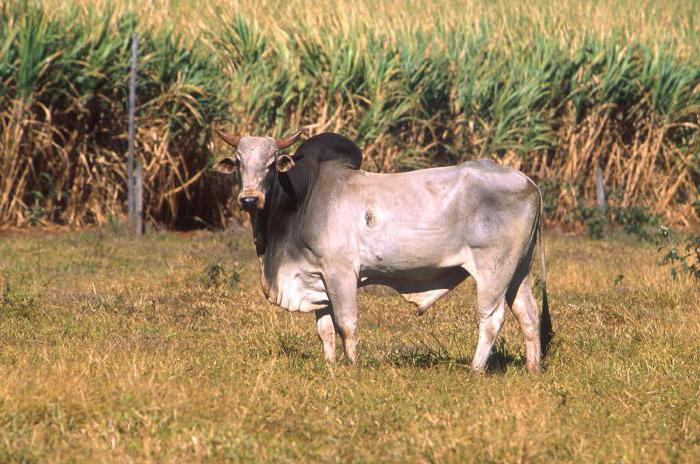 zebu to