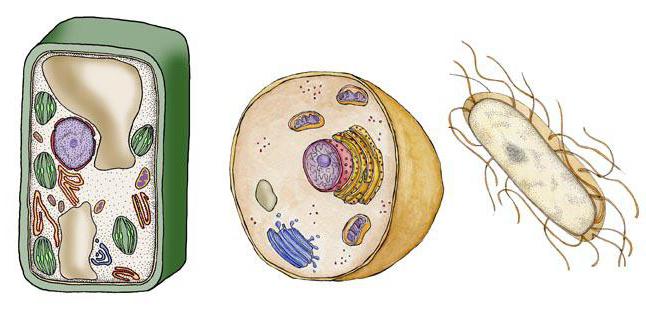 k eukaryotes sú