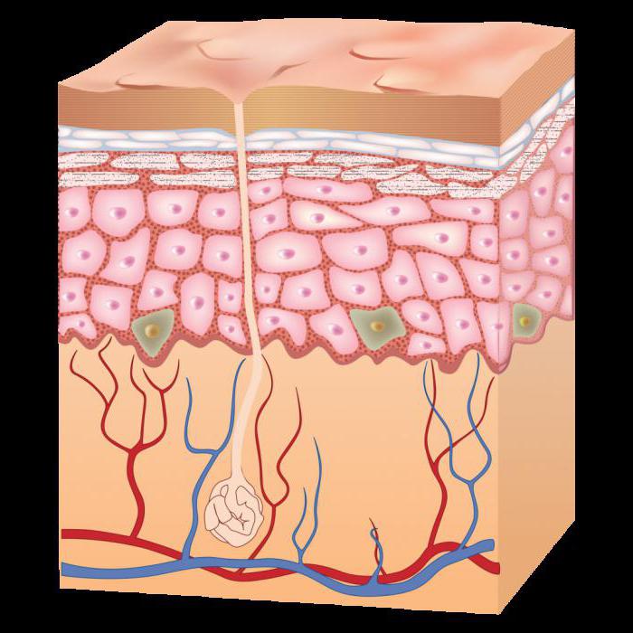 Koža pod mikroskopom: vlastnosti štruktúry