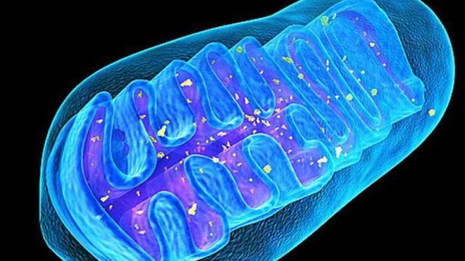 Molekulárna biológia je veda, ktorá skúma úlohu mitochondrií v metabolizme