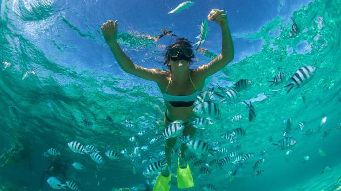 Relácia, hustota a slanosť Indického oceánu. Fauna a flóra