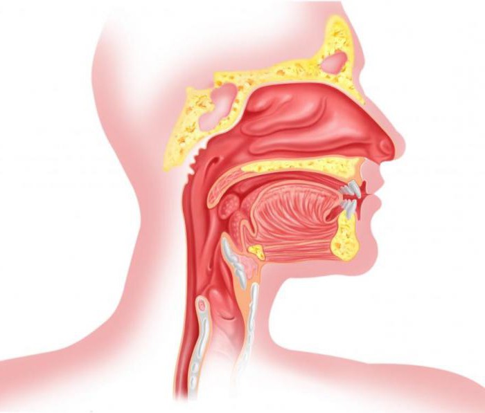 Štruktúra hrdla a hrtana osoby: foto