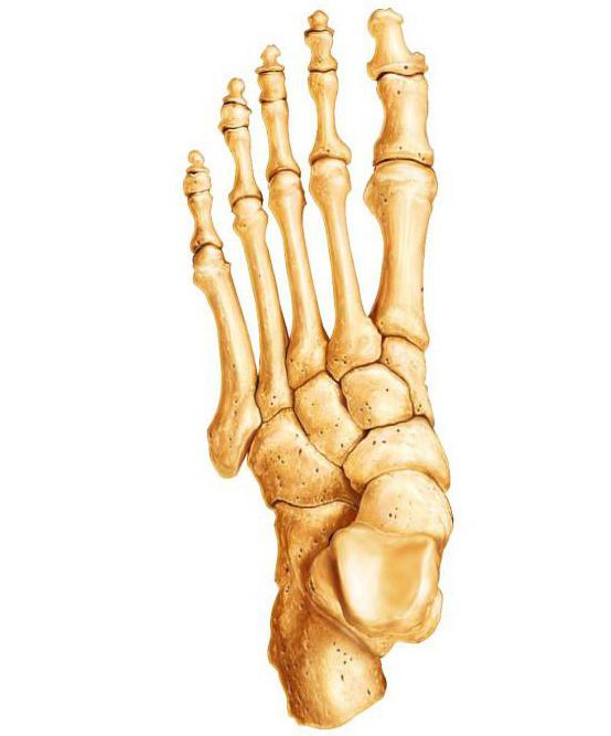 Typy kostí: tvar, veľkosť, charakter kĺbov